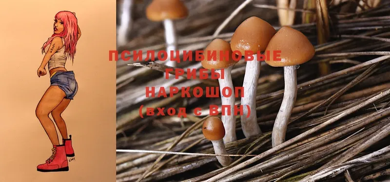 Псилоцибиновые грибы MAGIC MUSHROOMS  сайты даркнета Telegram  Асино 